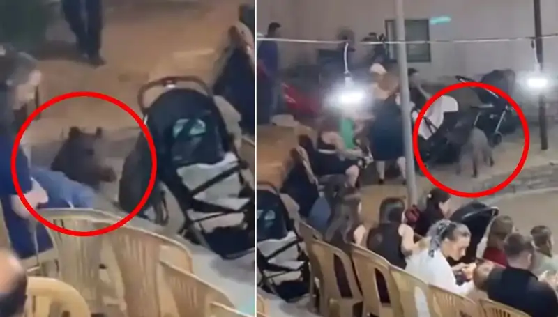 Düğün Davetinde Şaşırtıcı An: Yaban Domuzu Kalabalığı Bastı!