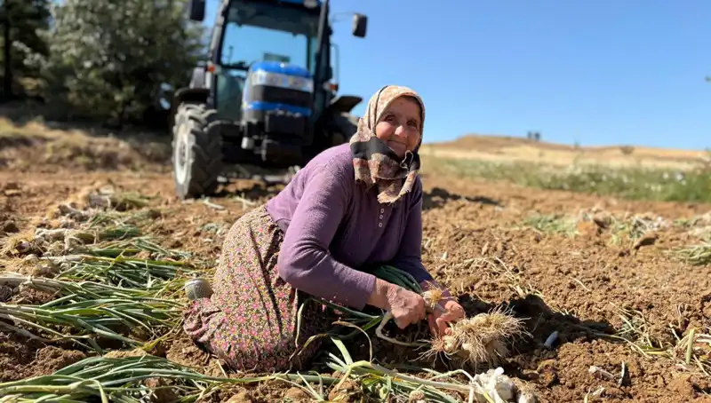 Selenyum Yüksekliği ile Dikkat Çeken Bitki, Tarımda Devrim Yaratıyor