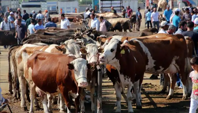 2025 Kurbanlık Fiyatları Açığa Çıktı: İstanbul, Ankara, İzmir'de Son Durum