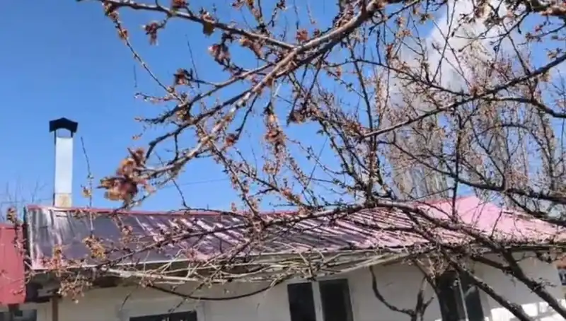 Dondurucu Soğuk Kayısı Üreticilerini Vurdu: Kriz Mi Geliyor?
