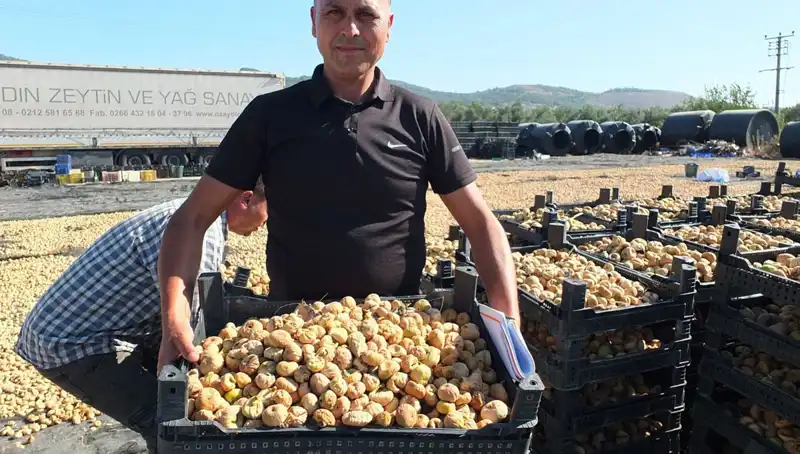 Balıkesir'de Hasat Zamanı: Çin ve Rusya'ya Ürün İhrası Başladı