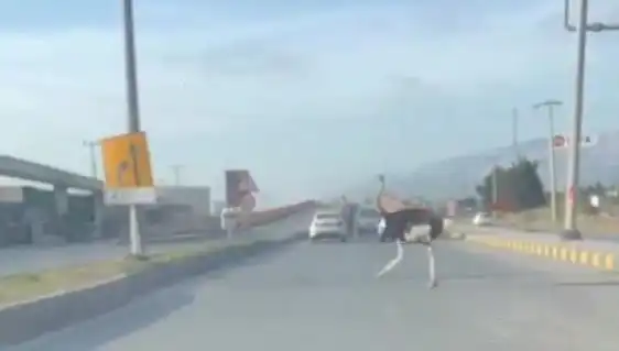 Trafikte Deve Kuşu Görüntüleri Şaşkınlık Yaratıyor!