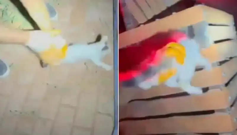 Gece Yarısı İtfaiye Ekibi, Çatıdaki Kediye Cesurca Müdahale Etti