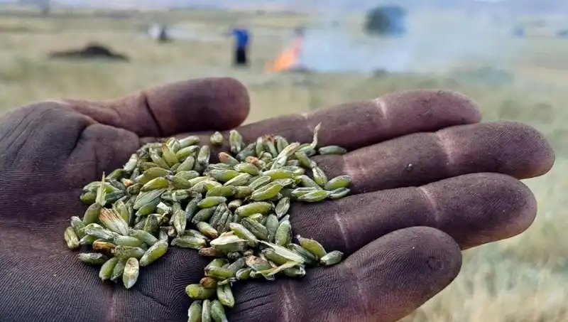 Firik Sezonu Geldi: Doğanın Lezzeti Sofralarımızda!