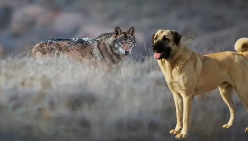 Kangal Köpeği'ne Talep Patladı: Kurt Popülasyonu Artıyor!