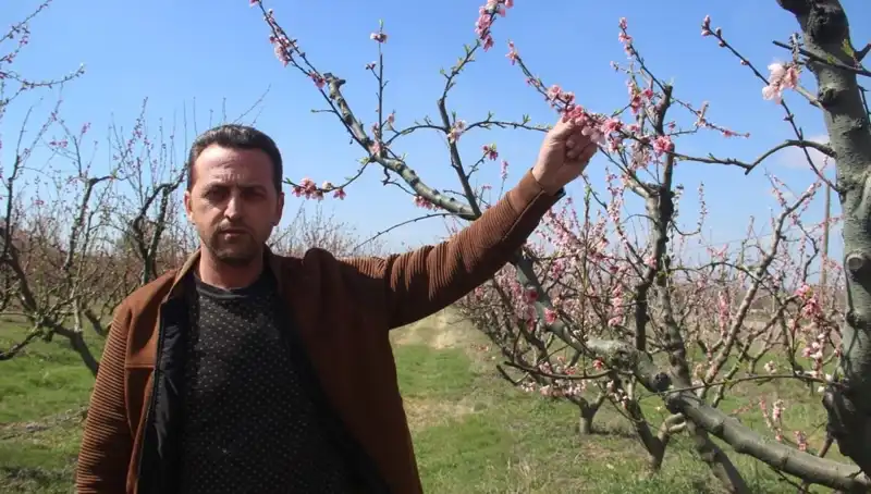 Don Vurmasıyla Çiçek Açan Ağaçlar Tahrip Oldu: Üreticiler Ne Yapacak?