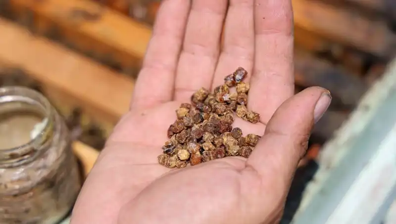 Eskiden Çöpe Giden Besin, Şimdi Yüksek Fiyatlarla Satılıyor!