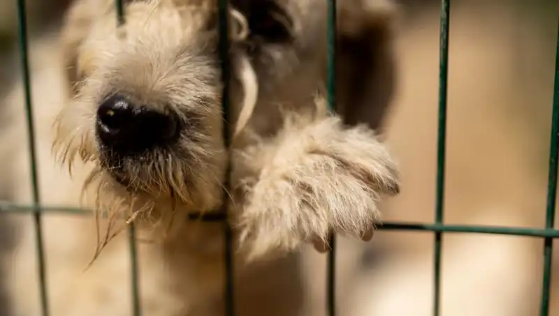 İş Stresi ile Mücadele: Köpekler de Etkileniyor!