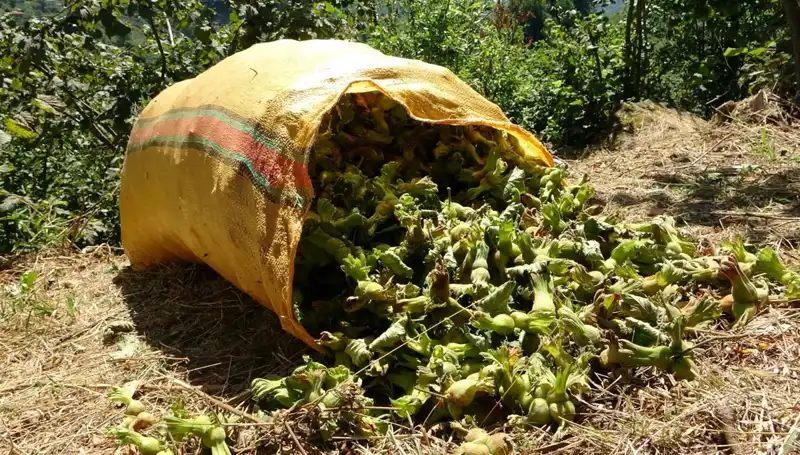 Giresun'da Fındık Hasadı Coşkusu: Bu Yılki Beklentiler ve Tüm Detaylar