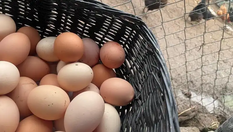 Okulların Açılmasıyla Mayıs Çukuru Aşılacak: En Ucuz Protein Dünyada!