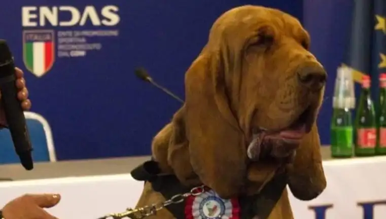 Arama Köpeğine Suikast: Çivili Sosisle Gerçekleştirilen Pusu